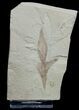 Fossil Balloon Vine Leaf - Green River Formation #2317-1